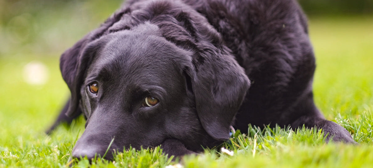 The Ultimate Guide to Camping with Your Dog