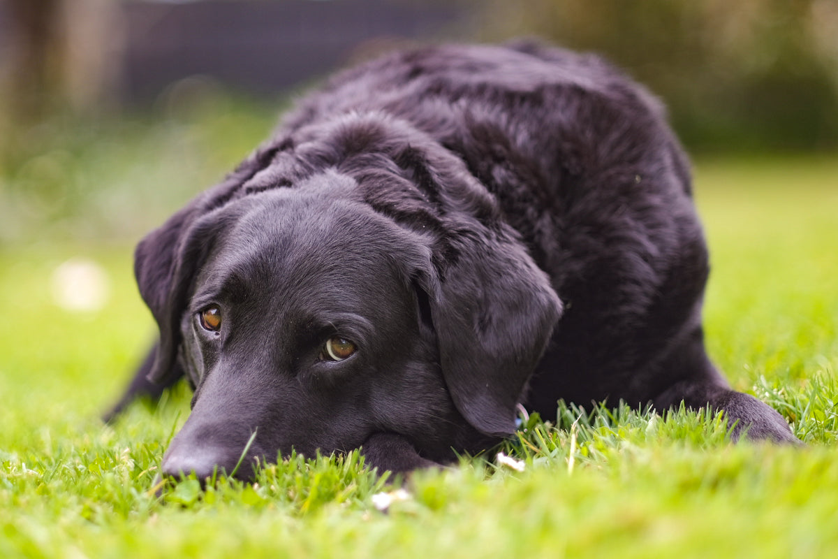 The Ultimate Guide to Camping with Your Dog